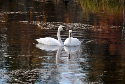 16_Tag_Schwan1
