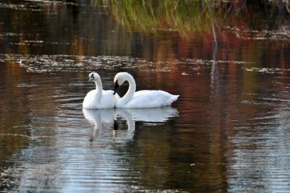 16_Tag_Schwan2