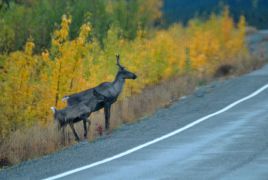16_Tag_Caribous1