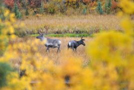 16_Tag_Caribous2