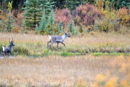 16_Tag_Caribous3
