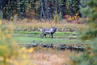 16_Tag_Caribous4
