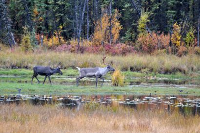 16_Tag_Caribous5