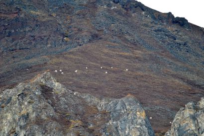 16_Tag_Sheeps1