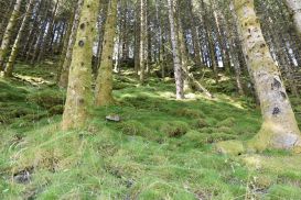 7_Tag_Trail27