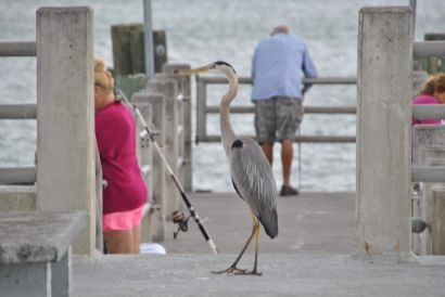 2015BayPier2