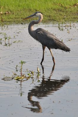 2015Mya.BlueHeron
