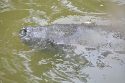 2015Manatee