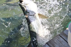 3_2015Tarpon4