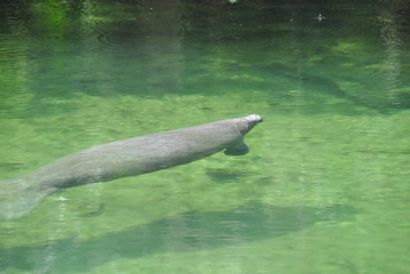 02_2015kl.Manatee