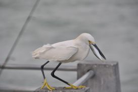 1_2015GulfPier4