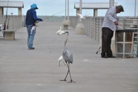 2_2015GulfPier1