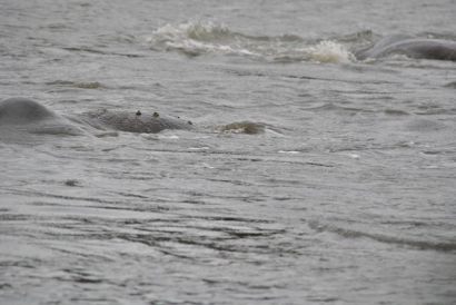 01_2015vieleManatees