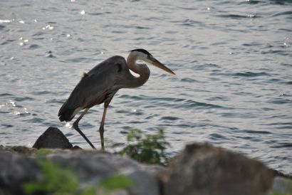 5_2015GreatBlueHeron