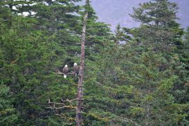12_Tag_Seeadler2
