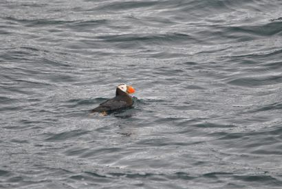 12_Tag_Puffins3