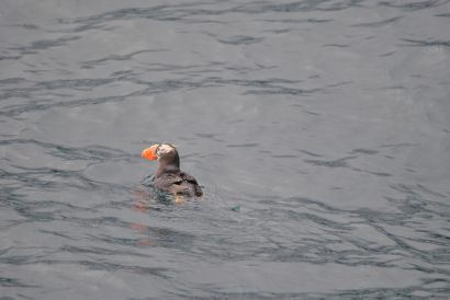 12_Tag_Puffins6