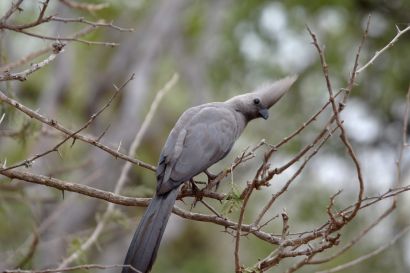 3_Tag_Vogel2