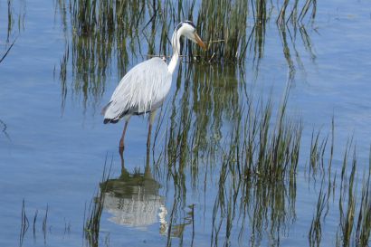 1_Graureiher_P1040229