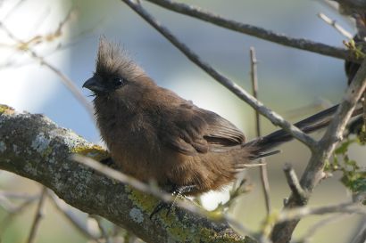 2_Mausvogel_P1040284