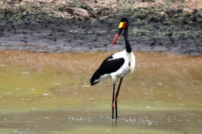 Sattelstorch_2021_1