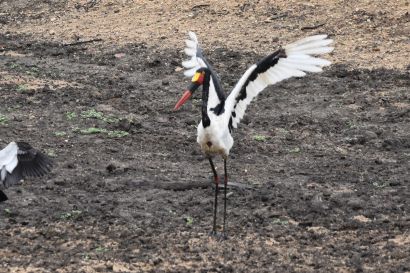 Sattelstorch_2021_2