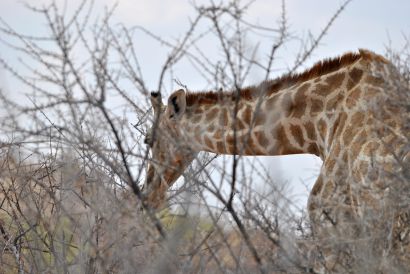 11_Tag_Etosha03