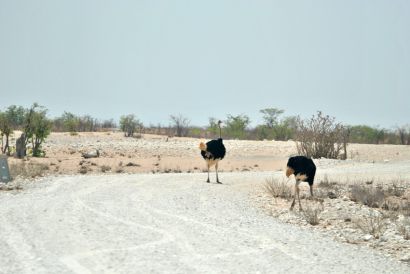 11_Tag_Etosha03a