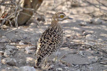 11_Tag_Etosha30