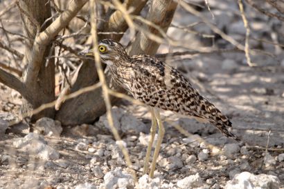 11_Tag_Etosha31