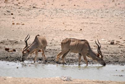 11_Tag_Etosha08