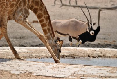 11_Tag_Etosha08a