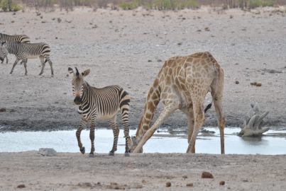 11_Tag_Etosha09