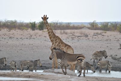 11_Tag_Etosha10