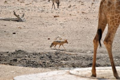 11_Tag_Etosha12