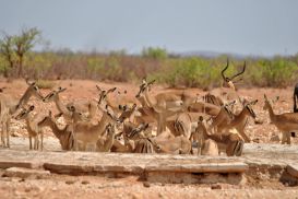 11_Tag_Etosha16