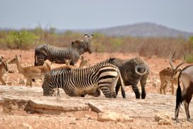 11_Tag_Etosha17