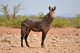 11_Tag_Etosha18