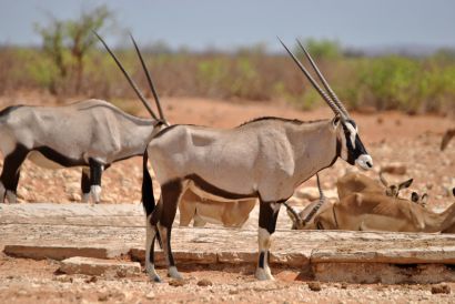 11_Tag_Etosha19