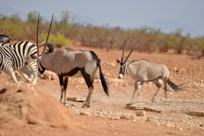 11_Tag_Etosha20