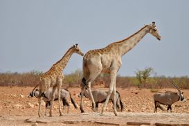 11_Tag_Etosha21