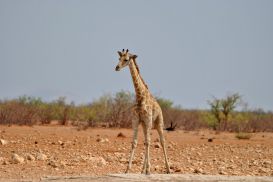 11_Tag_Etosha22