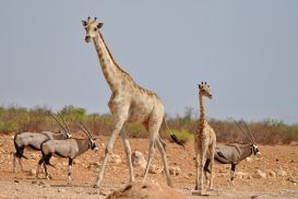 11_Tag_Etosha23