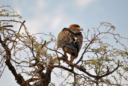 11_Tag_Etosha24