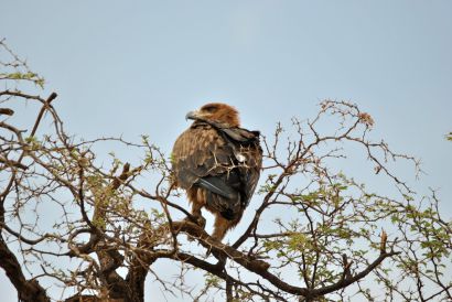 11_Tag_Etosha25