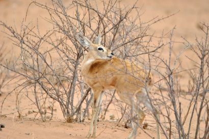 11_Tag_Etosha26