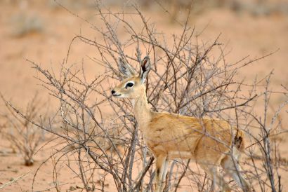 11_Tag_Etosha27