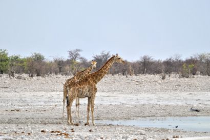 11_Tag_Etosha28