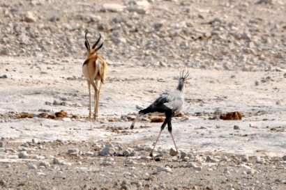 11_Tag_Etosha29+