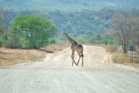 11_Tag_Giraffe01